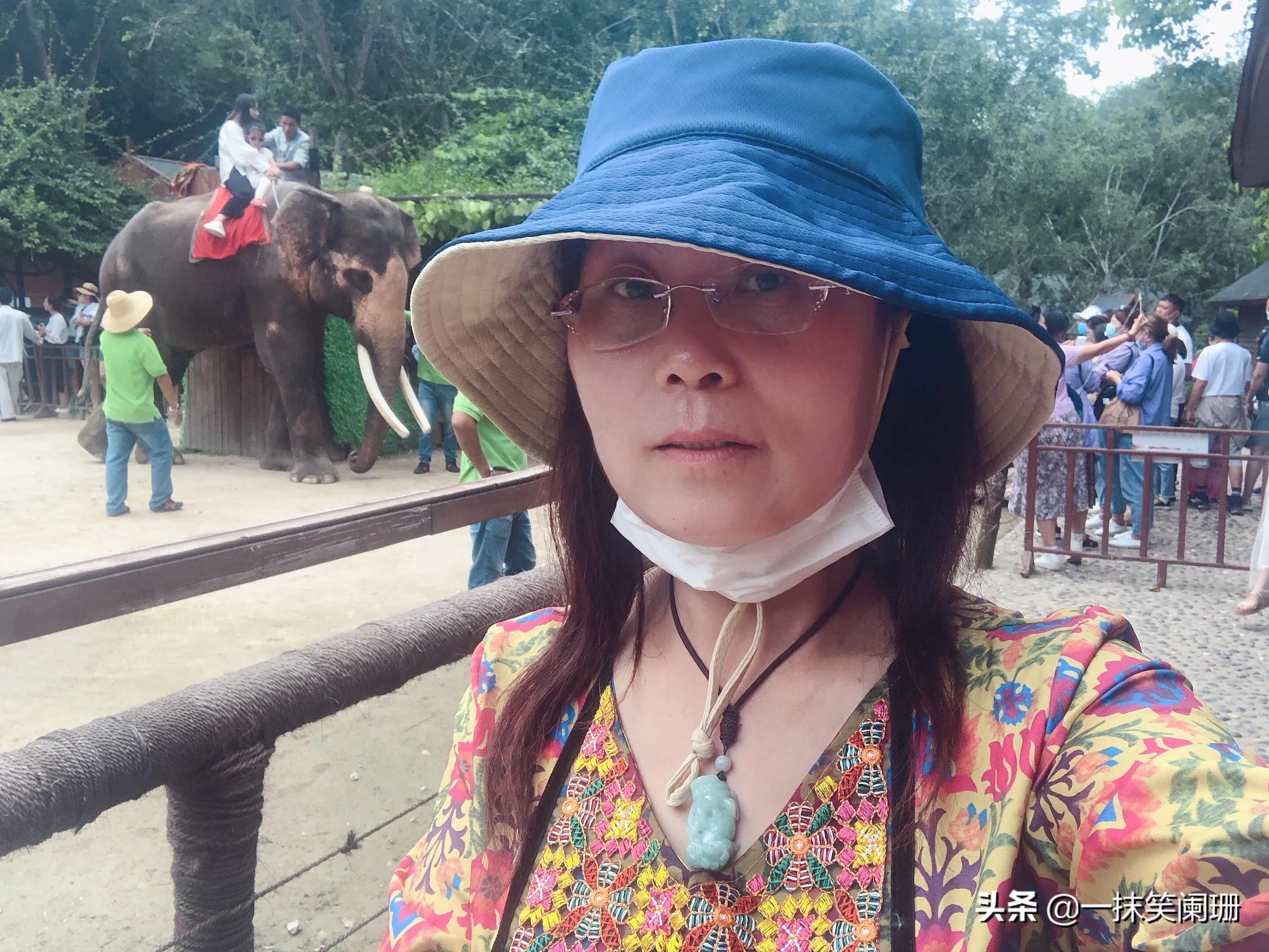 云南西双版纳野象谷大象学校表演,西双版纳野象谷大象表演时间表