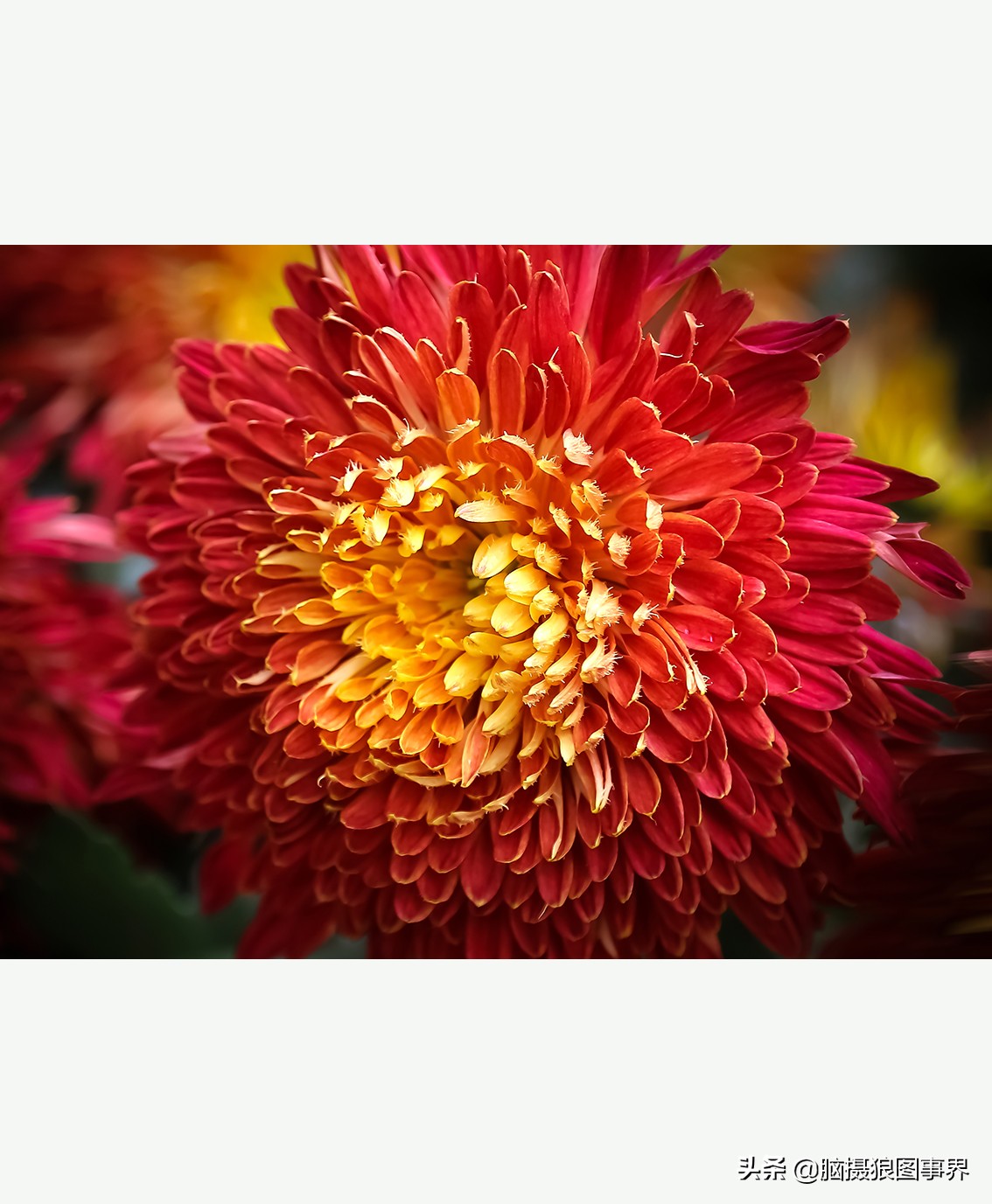 摄影虚化大光圈,佳能24-105镜头怎样拍出虚化效果