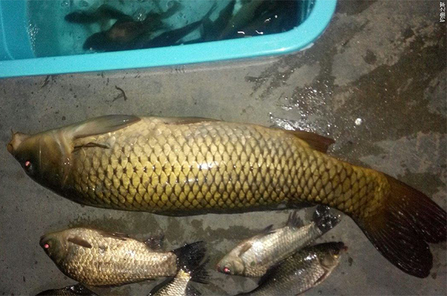 玉米香精煮嫩玉米钓鲤鱼饵料配方,钓鲤鱼用老坛玉米窝料怎么做饵料