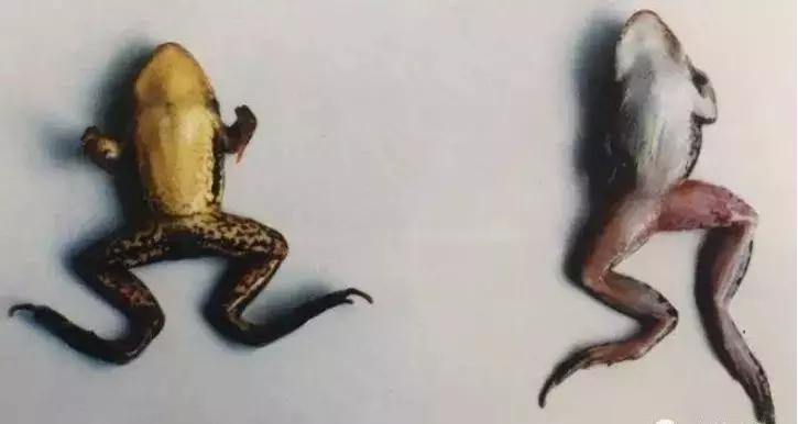 牛蛙红脚病,牛蛙红腿病的防治教程