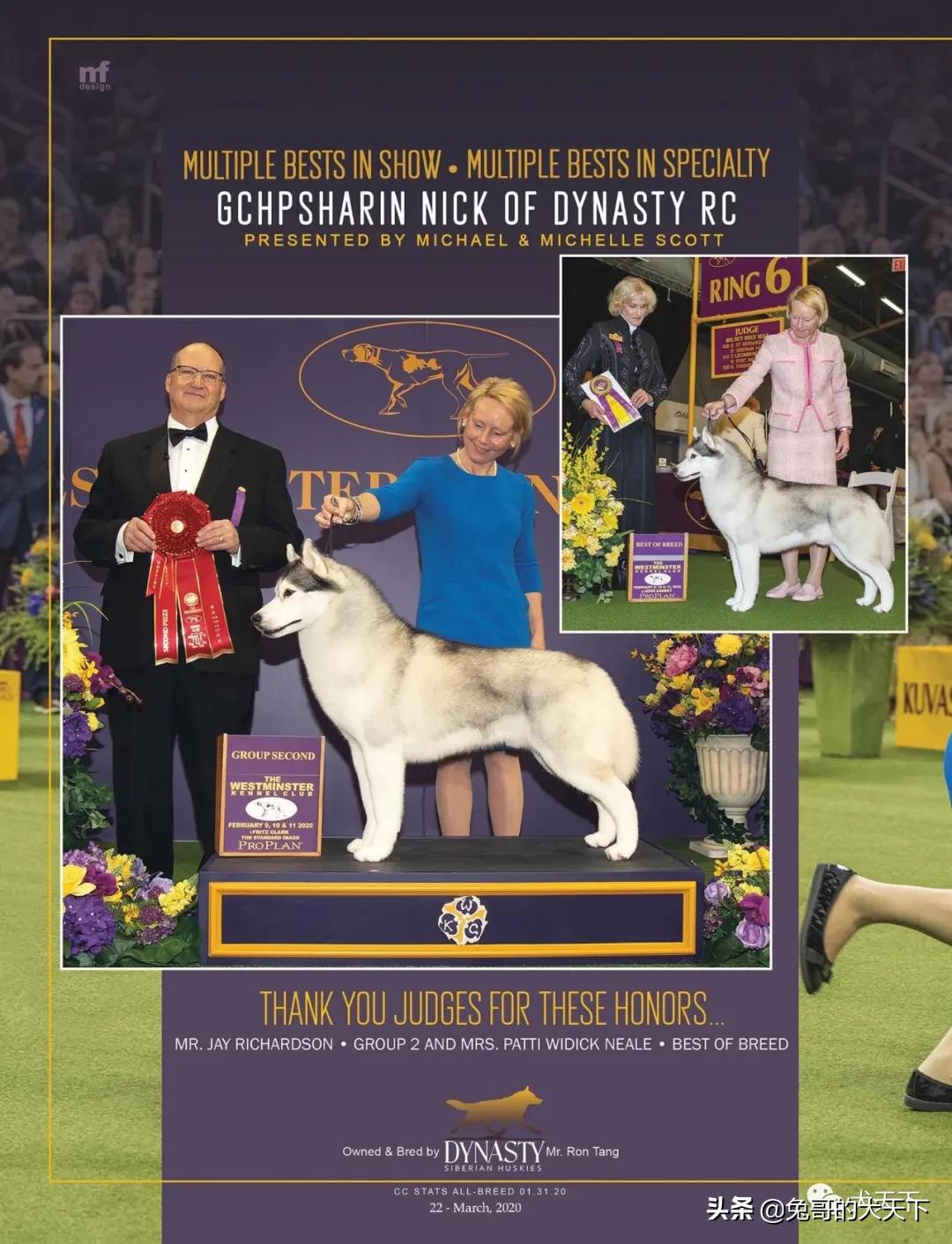 akc柴犬,2022年美国akc犬展冠军