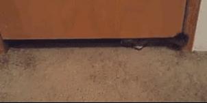 网上都在说猫是液体的，很多人猫奴也认同