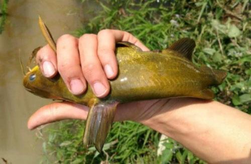 五月钓黄鳝好钓吗,五月钓鲤鱼是死守还是勤抛竿