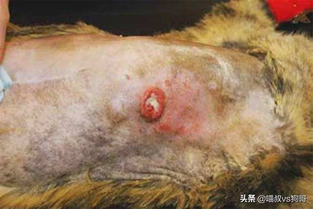 猫咪乳腺炎肿块一般多久才会消掉,猫奴都该知道的猫咪医疗保健知识