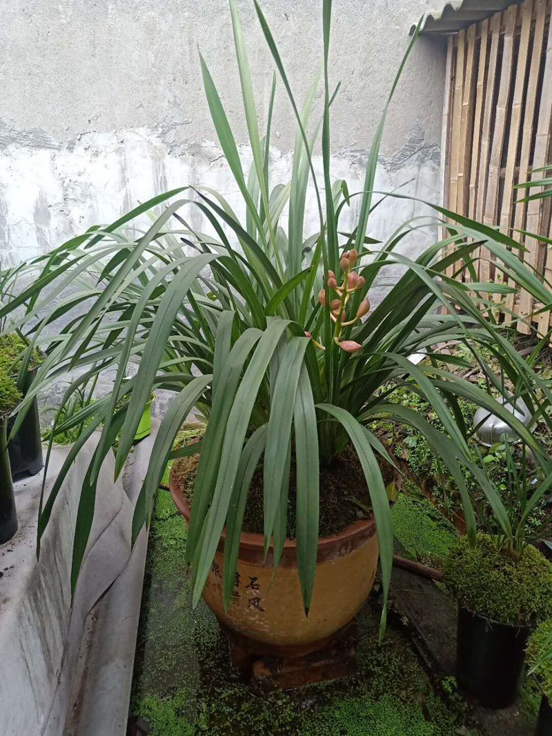 兰花碎石上面要不要盖青苔,兰花如何长青苔和叶子枯黄