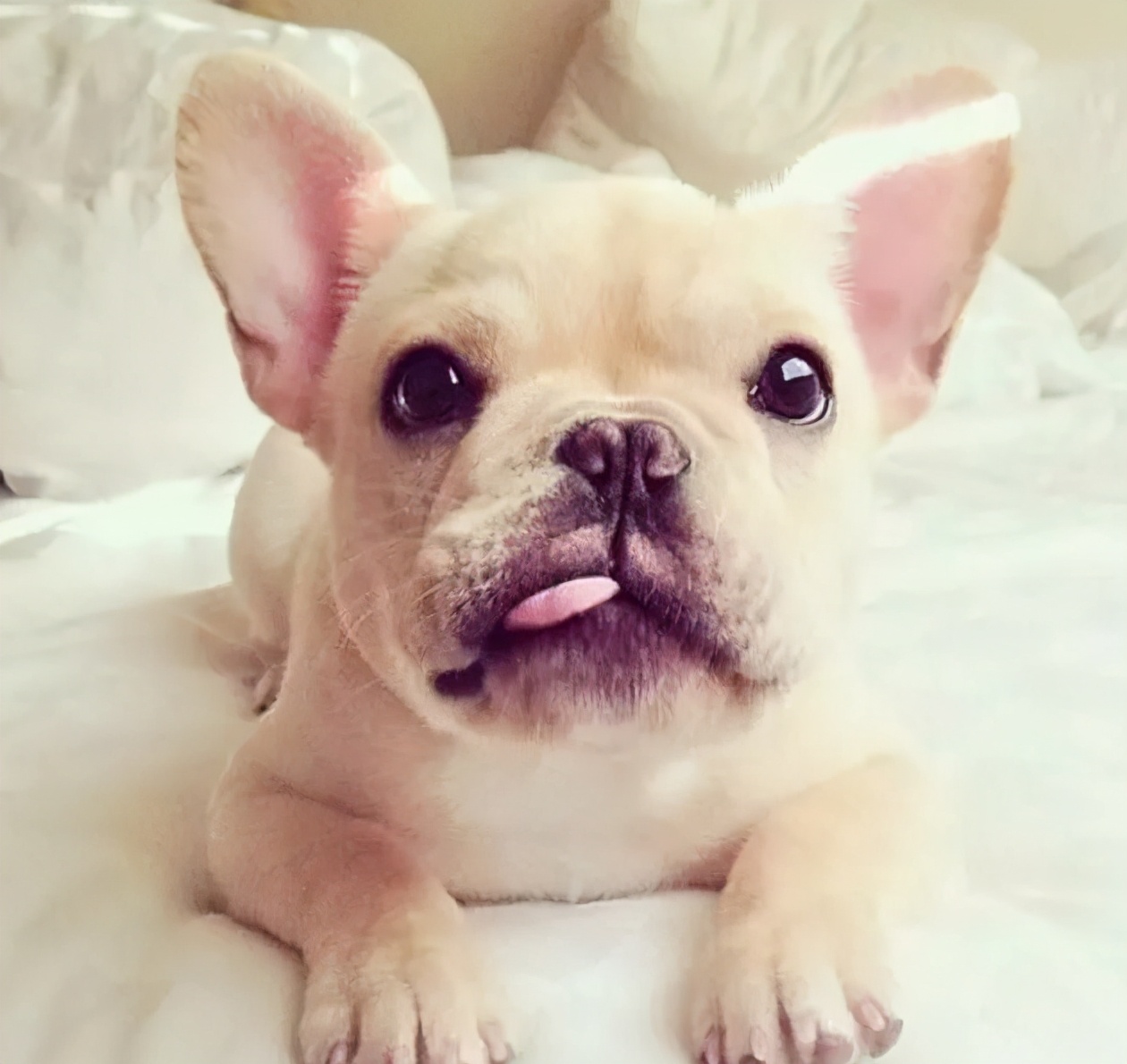 很好养不爱叫的小型犬,不吵不闹的小型犬有哪些