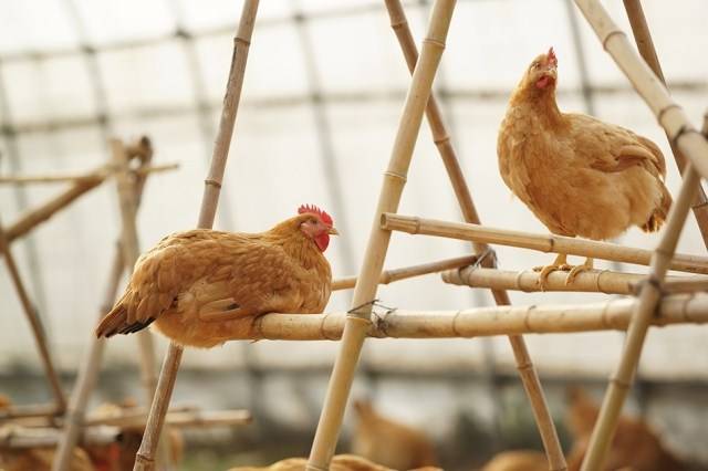 土鸡品种有哪些哪个品种好养,土鸡品种最好的是什么品种