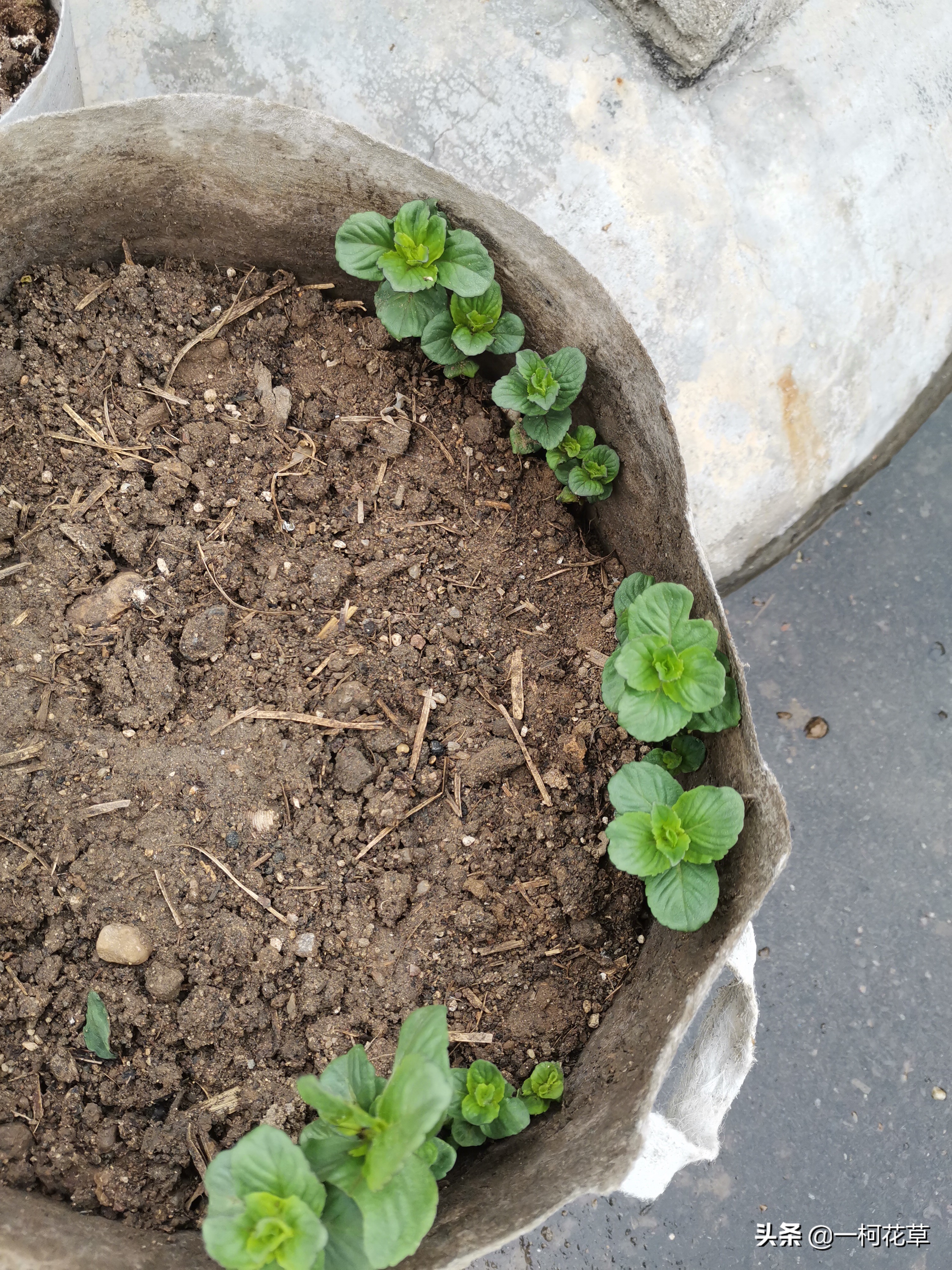 薄荷是靠根还是种子繁殖,薄荷根茎繁殖技术图解视频