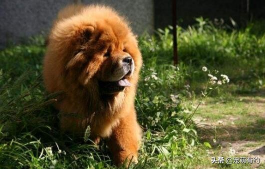 松狮犬的优缺点和怎么喂养,养松狮犬需要注意什么事项