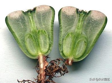 生石花扒皮看什么,生石花皮要扒吗