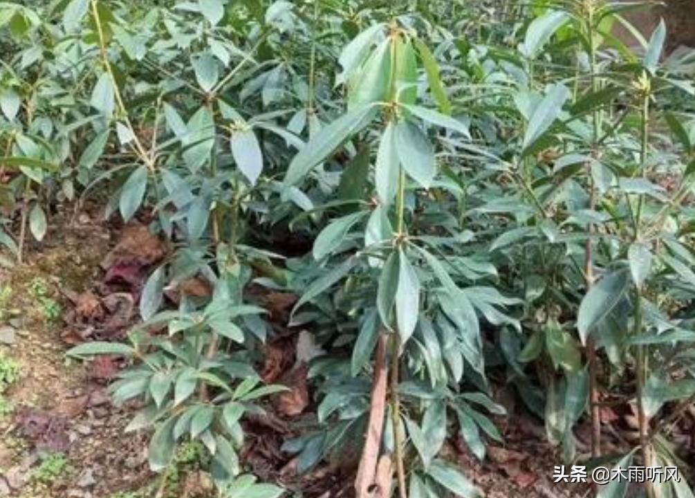 八角茴香适合什么地方种植,八角茴香怎么种植