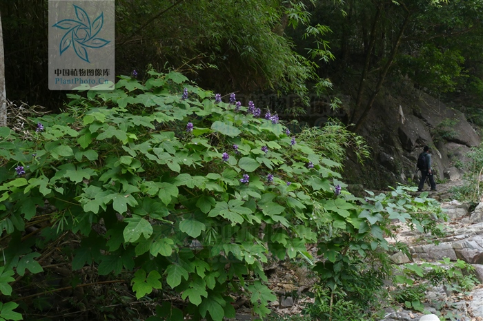 藁本神农本草经,神农本草经葛根原文