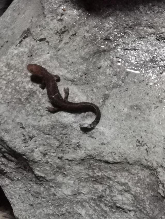 雁荡山旅游攻略和费用,上海到雁荡山自驾游攻略