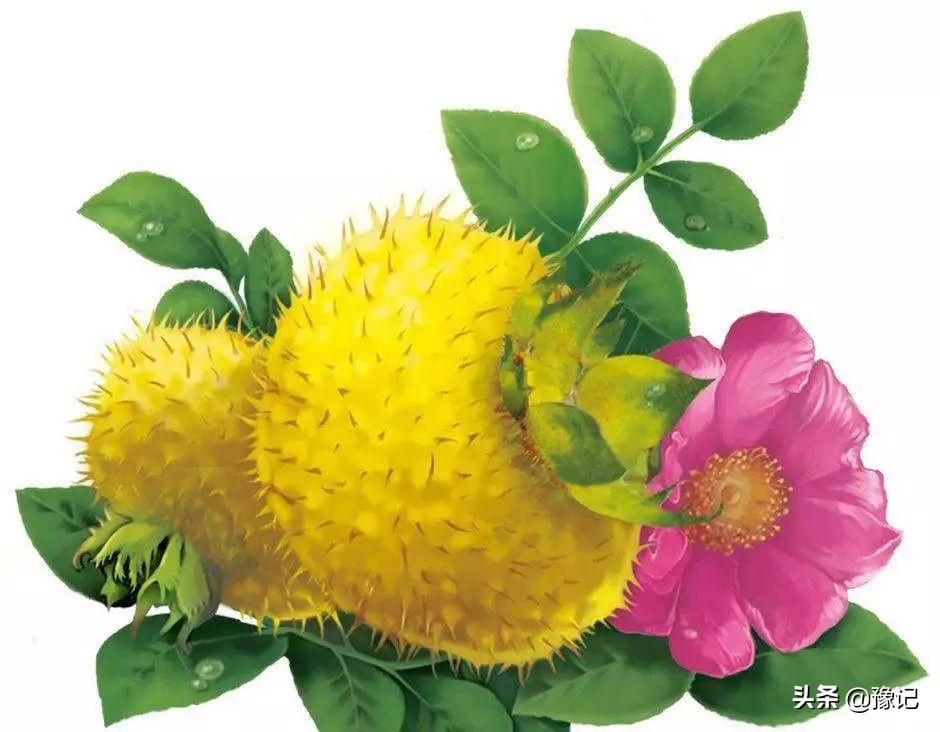 植物大战僵尸守护神器,植物大战僵尸里防盗贼的植物