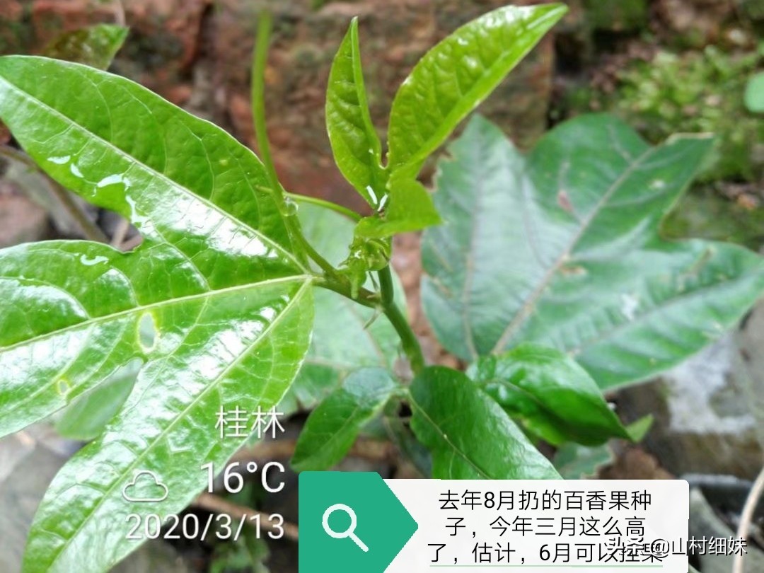 如何种植又大又好吃百香果,农家自己种的百香果