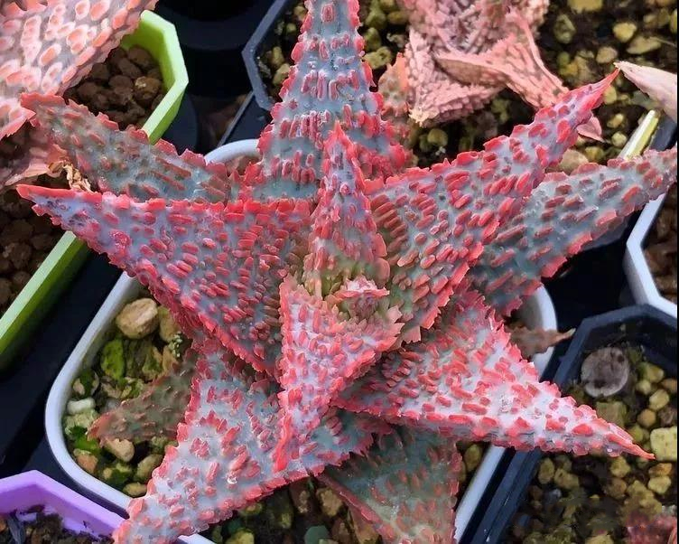 园艺观赏芦荟,园艺芦荟图鉴说明