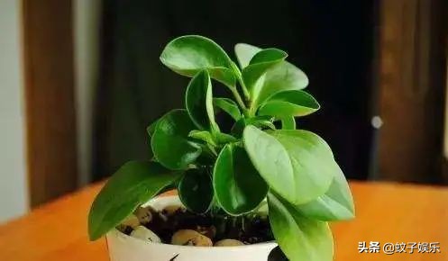 装修的房子除甲醛最快的方法,新床怎么除甲醛最快最有效的方法