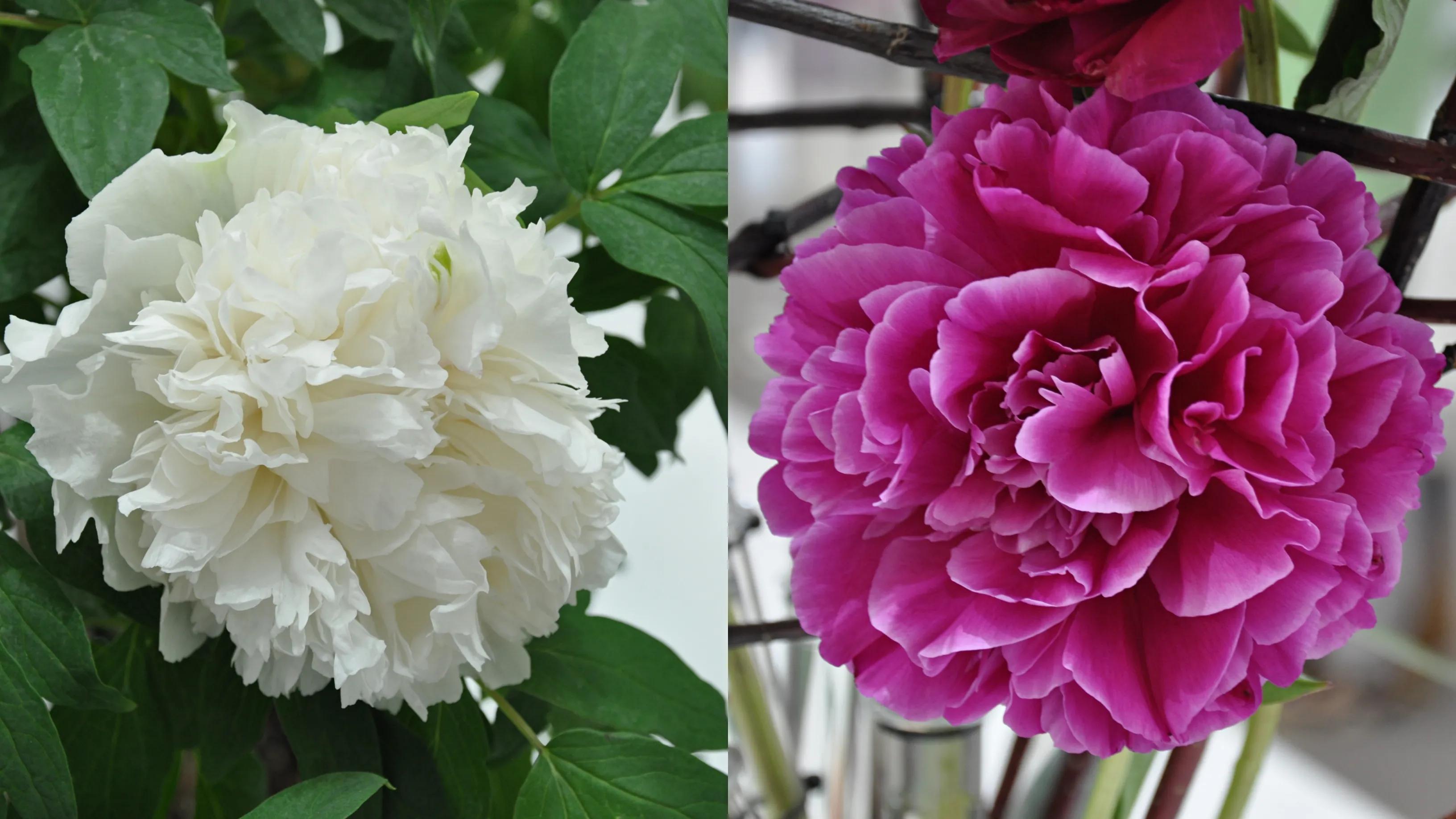 漳州东南花都花博会巡游,花博会花神巡游打卡