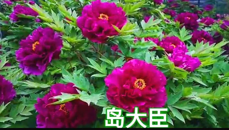 雍容华贵的国之牡丹惊艳了世界,美丽富贵的国花洛阳牡丹