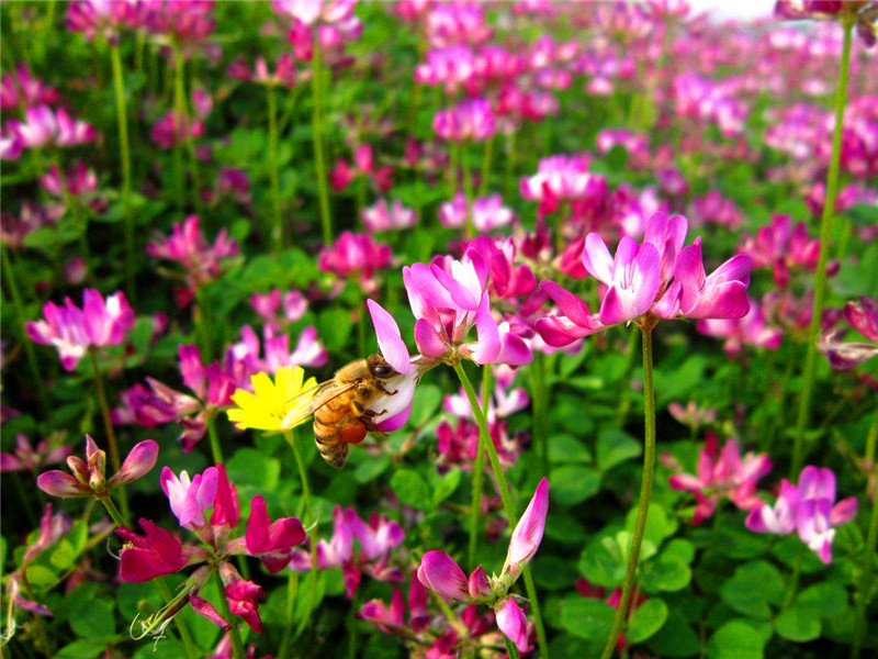 紫云英美景,紫云田园风景视频