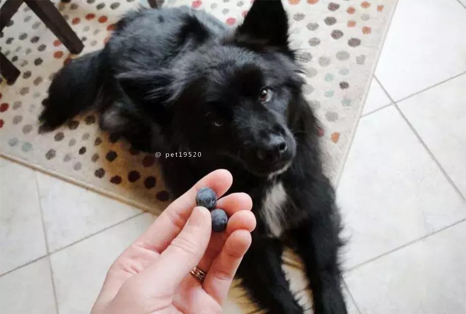 狗狗吃香蕉有什么好处,一个多月的狗狗可以吃香蕉吗