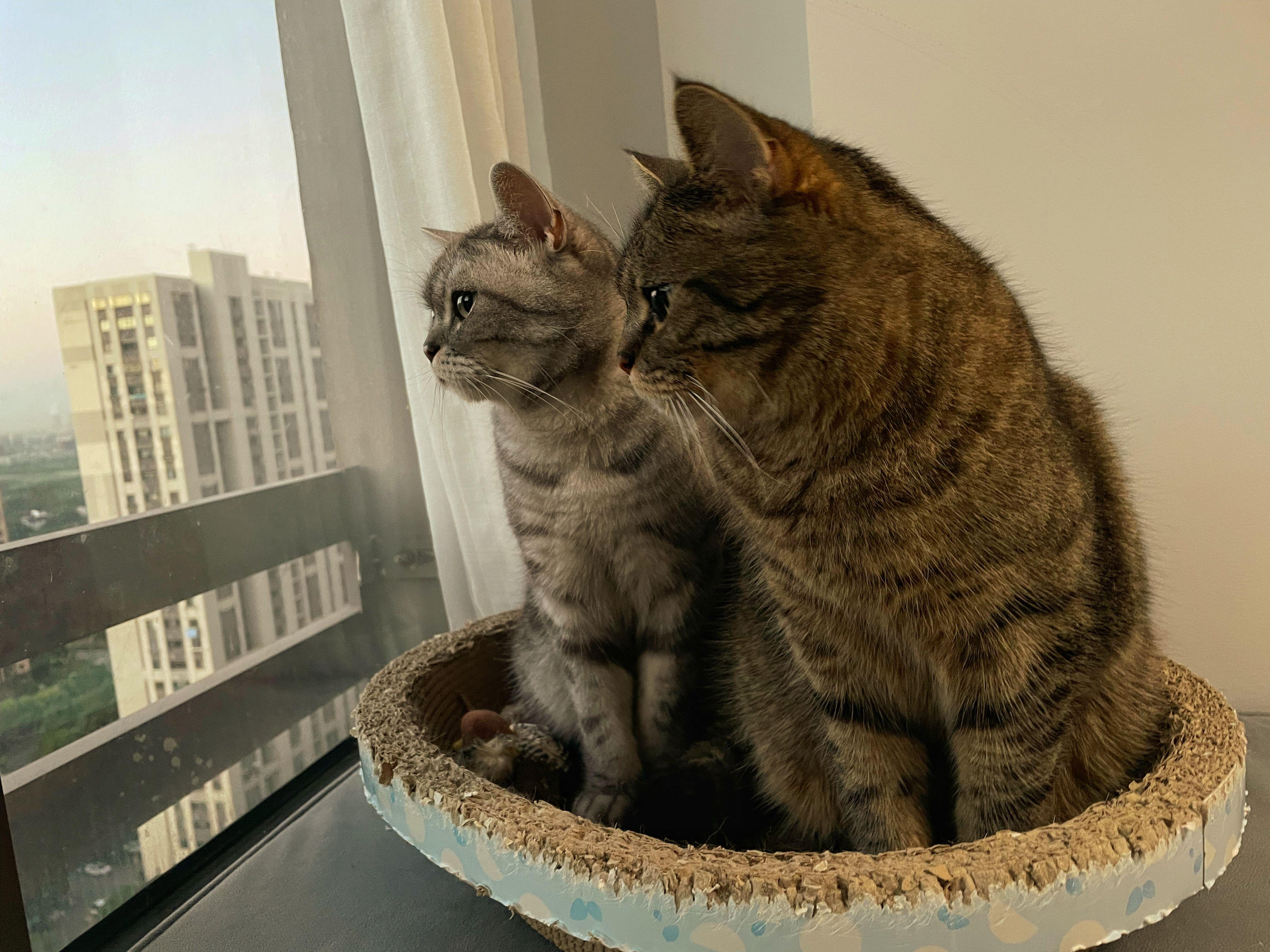 推荐猫粮养胖,经济又实惠的好猫粮推荐