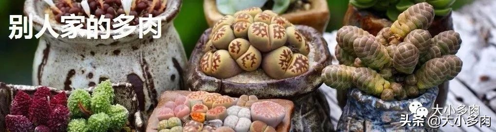 水泡海豹和粉海豹,水泡海豹种类大全大图