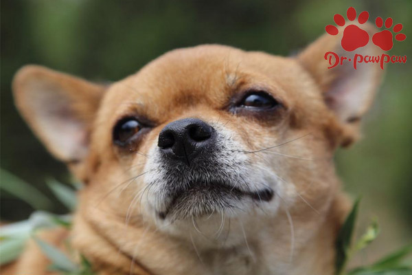 治疗狗狗皮肤病的药,狗狗皮肤病照片及治疗方法