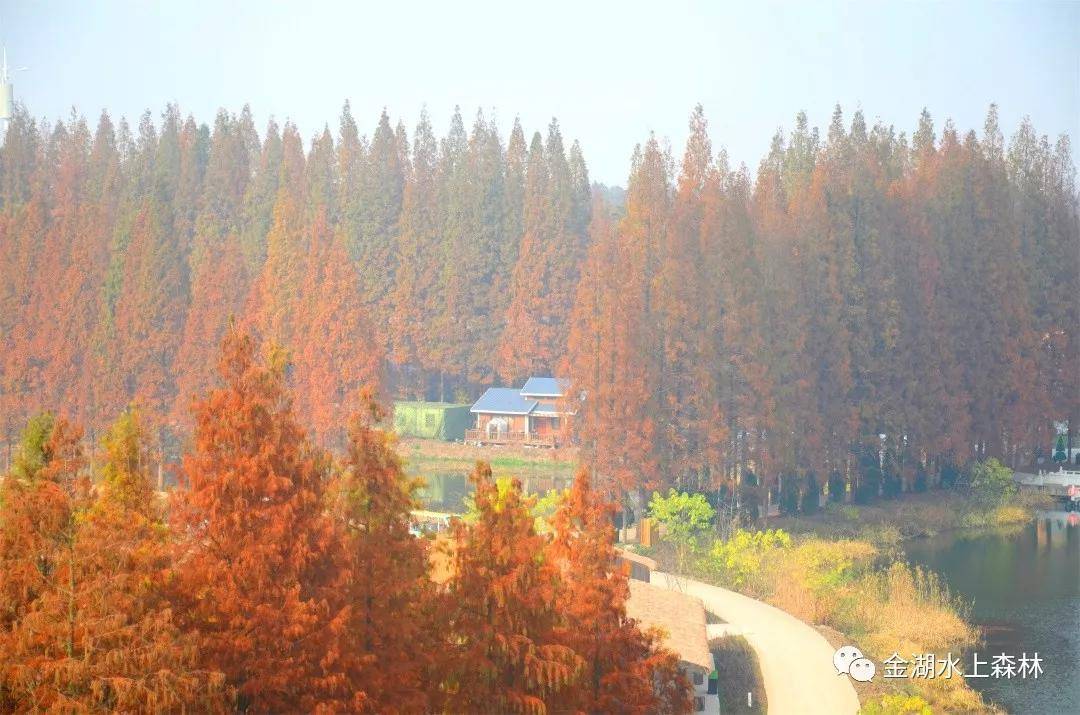 金湖水上森林公园最新森林探险,金湖水上森林公园到底好不好玩