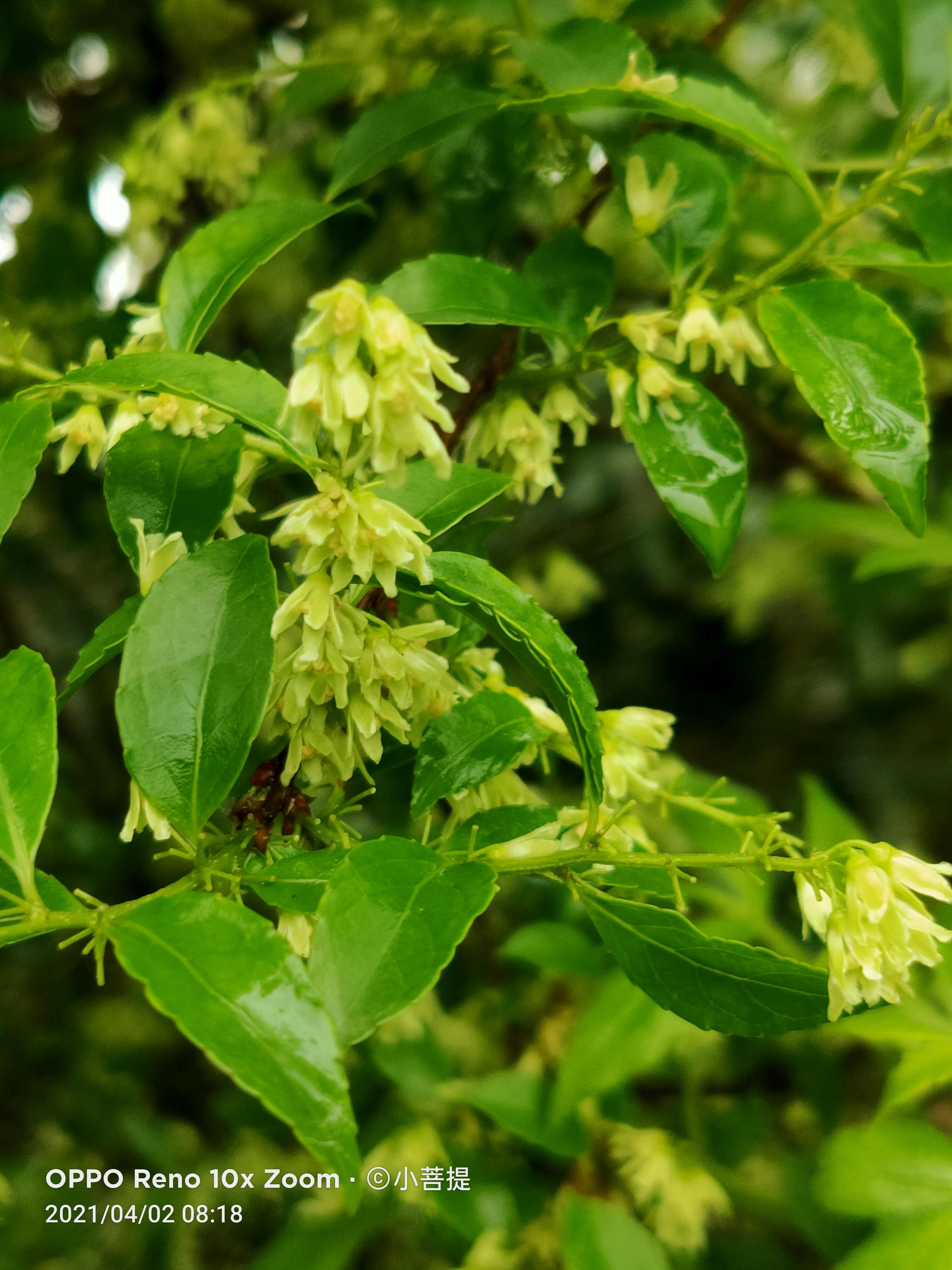 清明时节开花的花草有哪些,早春时节各种植物的样子