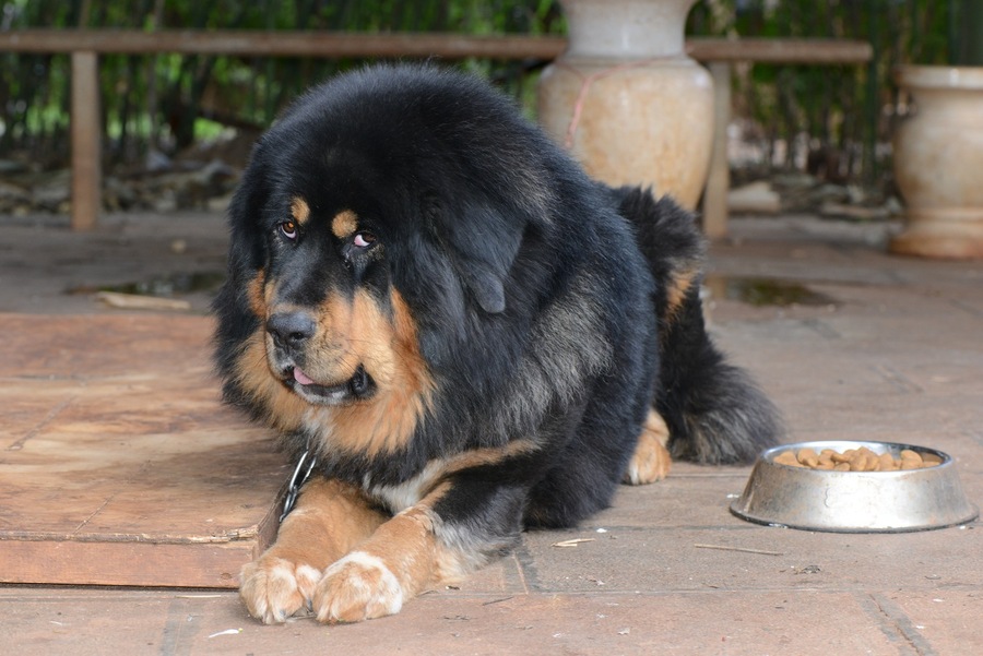 狗界什么狗好看,十种最不值得养的狗