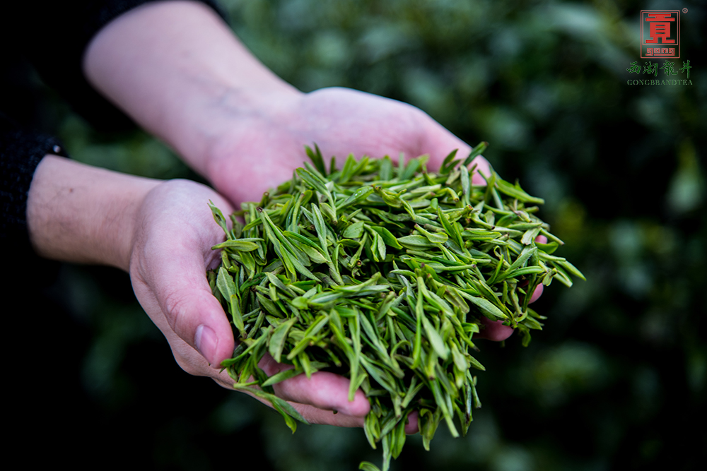 夏天常见的4种疾病,入夏喝什么茶最好