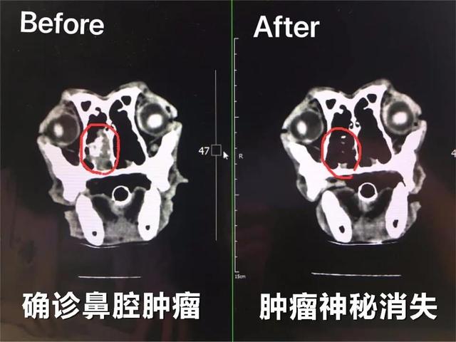 狗狗癌症晚期症状及治疗,狗狗癌症主人选择安乐死
