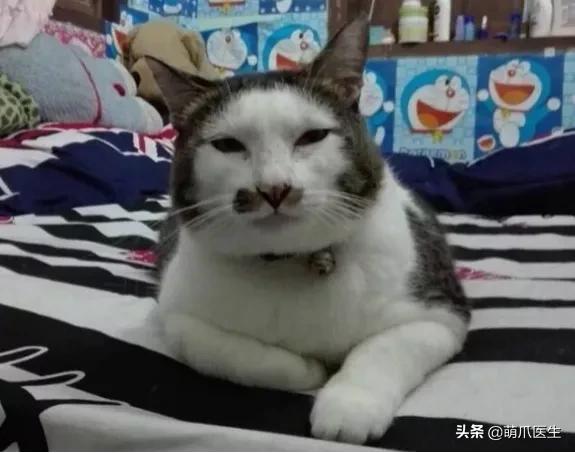 长得很潦草的一只猫,一只猫能有多潦草