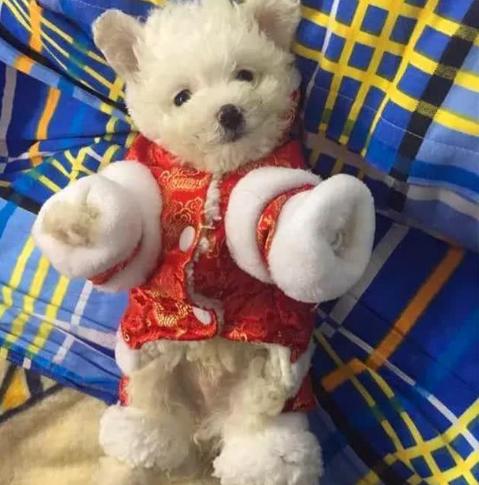 比熊开心视频,比熊开心的叫声