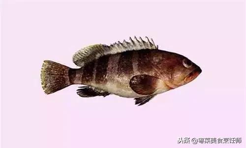 名贵海鲜干货有哪些品种,名贵海鲜水产品种类