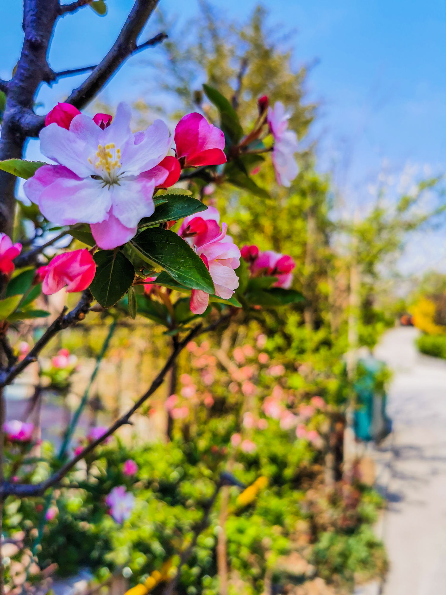 鍗庝负p30pro瀵规瘮鑻规灉12pro,鍗庝负p30pro瀵规瘮iphonese2