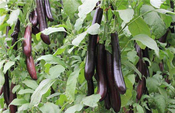 茄子结果期黄叶病用什么药,茄子褐纹是什么症状