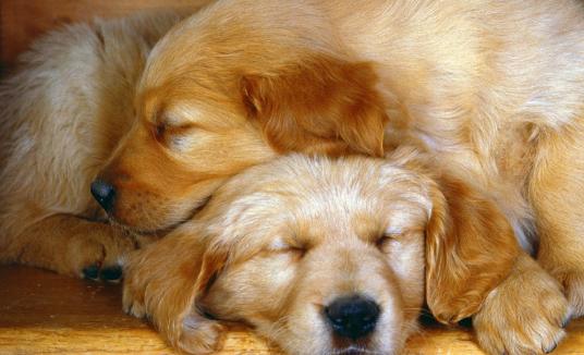 什么是狗狗脊柱病,什么是狗狗软骨病