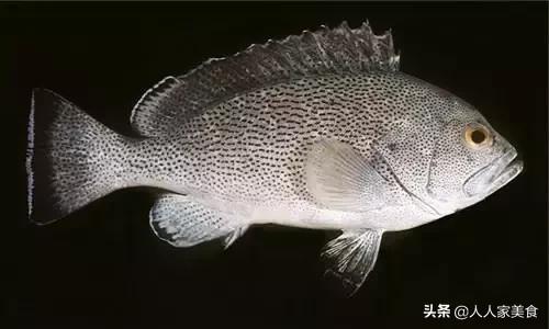 最好的十种石斑鱼,最漂亮的几种石斑鱼