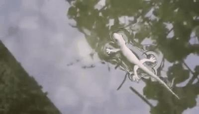 直立奔跑的壁虎,壁虎为什么能在水面上