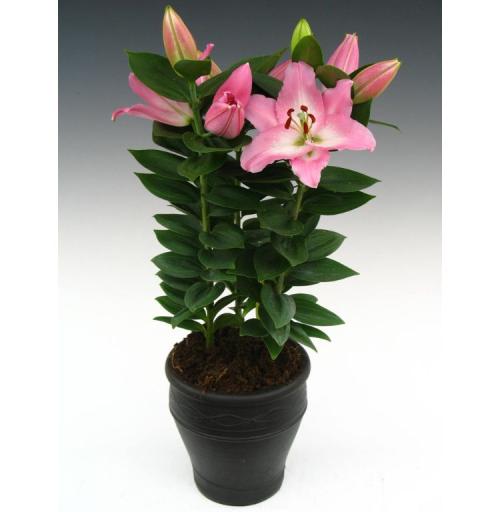 香水百合怎么养视频,香水百合的养殖方法和注意事项