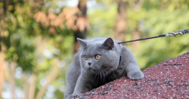 英短蓝猫最近发现毛的颜色发黄,蓝猫和什么颜色英短配出来三花