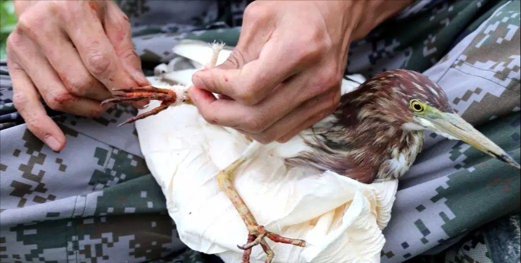 小鸟受伤怎么救治,小鸟受伤了怎么给自己治病