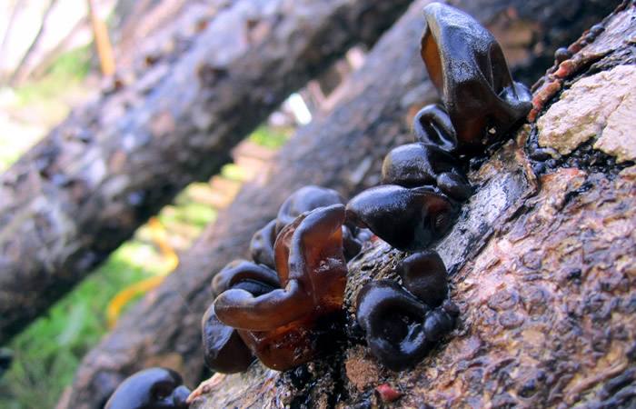 贫血怎么吃花生皮最好,花生皮对贫血有好处吗