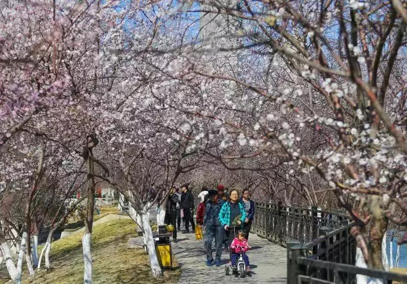 天津桃花堤赏花时间2021,天津桃花堤桃花什么时间开花