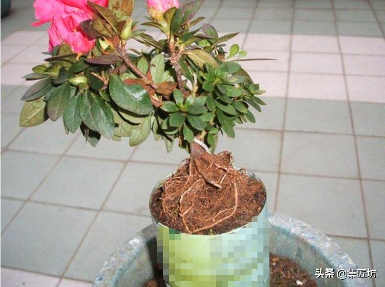 杜鹃斜飘式盆景制作过程,杜鹃盆景10种造型法