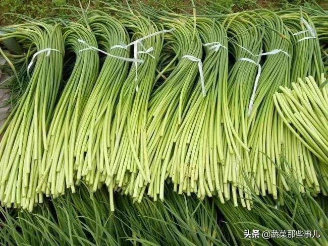 大蒜头种的蒜苗,蒜黄蒜薹蒜苗怎么形成的