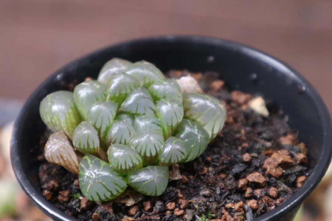 适合南方比较好养的12款多肉,养一年就开花的多肉品种