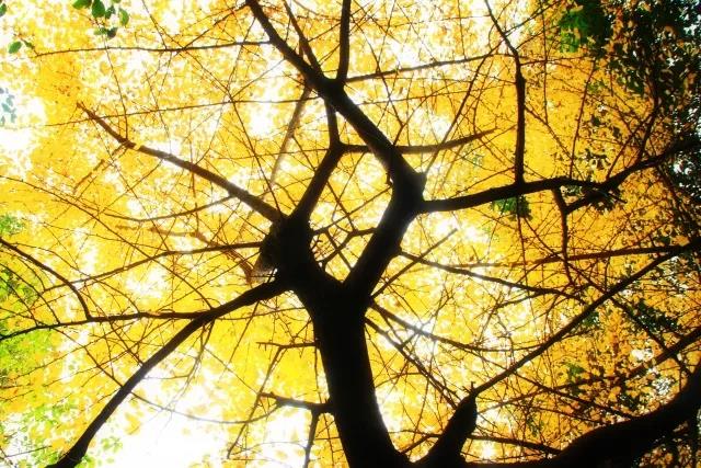 东南大学最美校花,全国公认大学最美校花